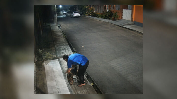 Pitbull-ataca-e-mata-gato-em-Manaus-video-revolta-moradores